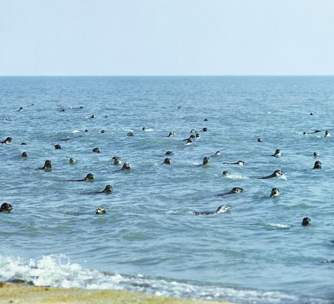 The seals of Caspian Sea