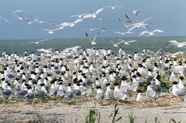 The colony of gulls in the North Caspian Sea, on one of the islands